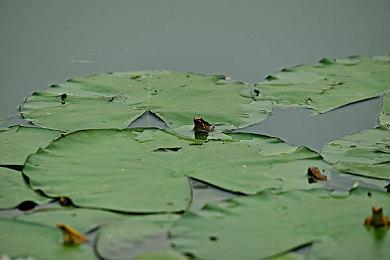 修长城模拟器 《中国边疆》最新演示 预定二季度steam发售